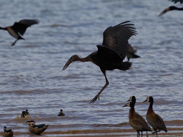 <h3><a href="/trips/tanzania/biota/animalia/chordata/aves/014 ciconiiformes/001 ciconiidae/anastomus lamelligerus/anastomus lamelligerus-nl.html">Anastomus&nbsp;lamelligerus</a> / African&nbsp;openbill / Afrikaanse&nbsp;gaper</h3>OM-1 Mark II met OLYMPUS M.150-400mm F4.5, 1/2000 sec  bij F4.5, ISO 250, afstand 54.1&nbsp;m